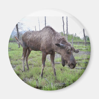 Moose Magnet Magneet