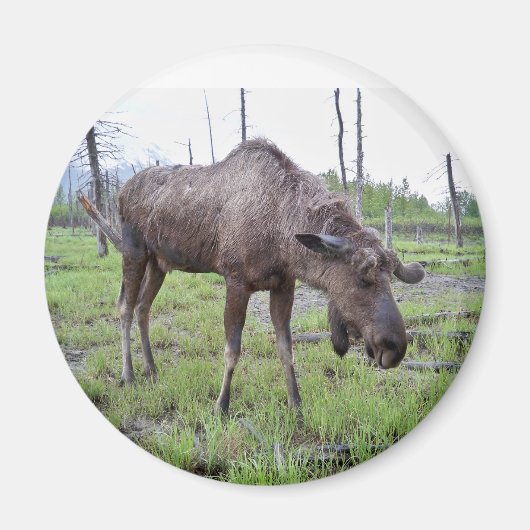 Moose Magnet Magneet (Voorkant)