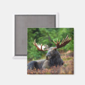 Moose Magnet Magneet (Voorkant / Achterkant)