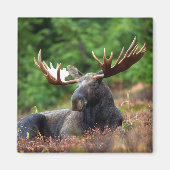 Moose Magnet Magneet (Voorkant)