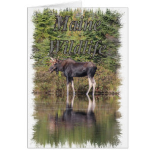 Moose - Maine Wildlife