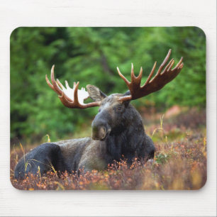 Moose Muismat