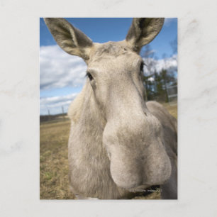 Moose op een veld, Zweden. Briefkaart