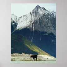 Moose op Medicine Lake