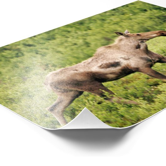 Moose photo 6x4 (Coin)