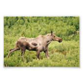 Moose photo 6x4 (Devant)