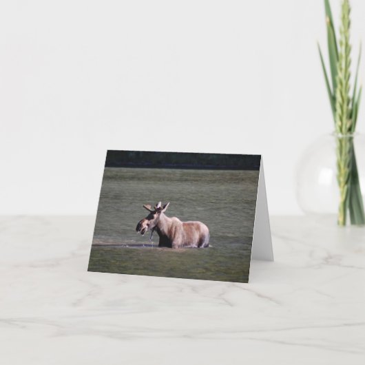 Moose Photo Blank Note Kaart (Voorkant)