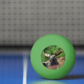 Moose Pingpongballen (Net)