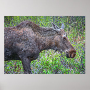 Moose Portret Poster