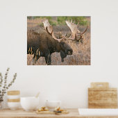 Moose Poster (Keuken)