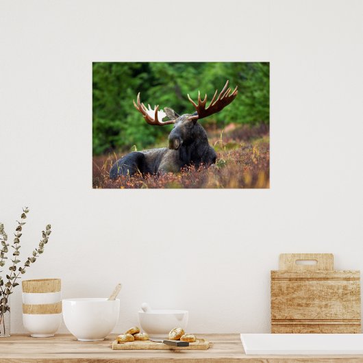 Moose Poster (Keuken)