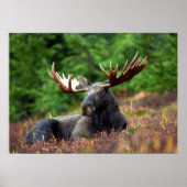 Moose Poster (Voorkant)