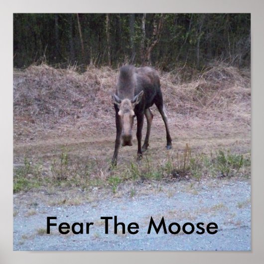 Moose Poster (Voorkant)