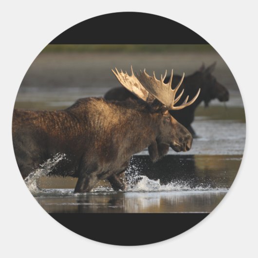 Moose Ronde Sticker (Voorkant)