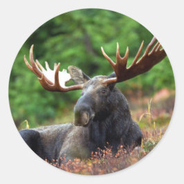 Moose Ronde Sticker