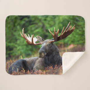 Moose Sherpa Deken
