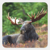 Moose Square Sticker (Voorkant)