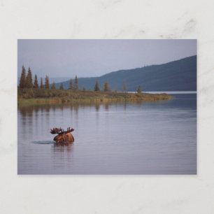 Moose Swimming in Lake Briefkaart