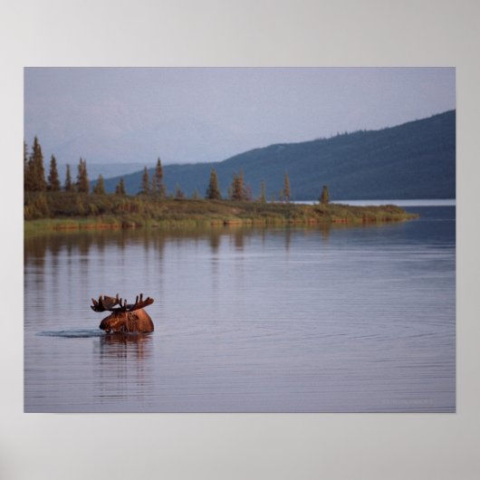 Moose Swimming in Lake Poster (Voorkant)