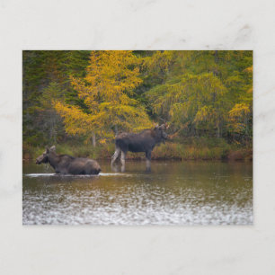 Moose Time Two Briefkaart