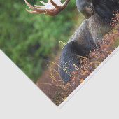 Moose Tissuepapier (Detail)