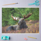 Moose Tissuepapier (Craft)