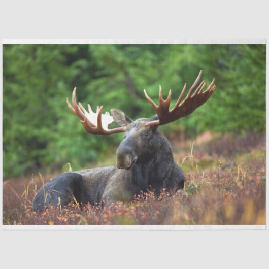 Moose Tissuepapier (Voorkant)