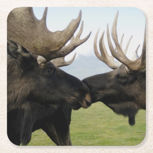 Moose Vierkante Kartonnen Onderzetter (Voorkant)