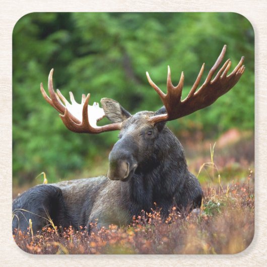 Moose Vierkante Kartonnen Onderzetter (Voorkant)
