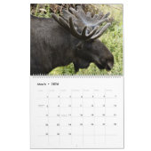 Moose Wall Calendar 2026 Wildlife Animals Kalender (Mar 2026)