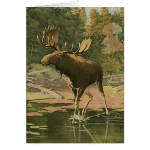 Moose Walting in Water