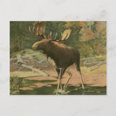 Moose Walting in Water Briefkaart (Voorkant)