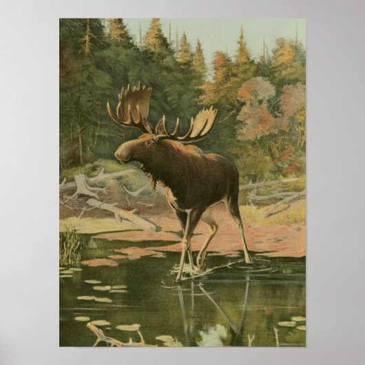 Moose Walting in Water Poster (Voorkant)