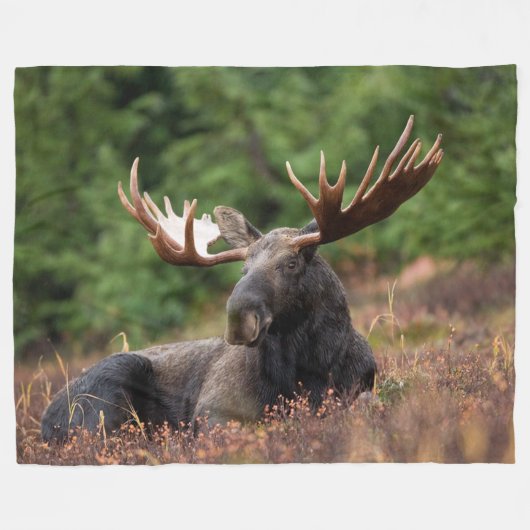 Moose, Wild Animal, Foto, Aangepast Fleece Deken (Voorkant (Horizontaal))