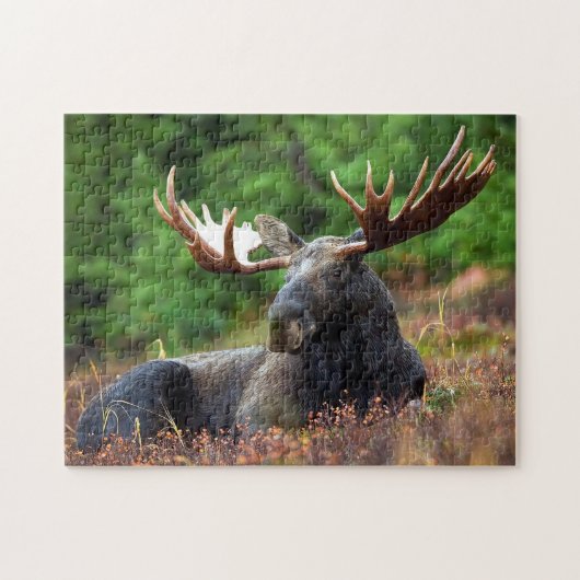 Moose Wildlife Foto Puzzle Legpuzzel (Horizontaal)