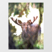 Moose Window Cling Raamsticker (Vel)