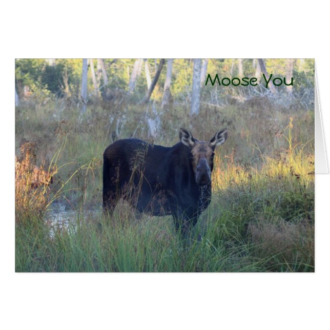 Moose You : (Devant Horizontal)