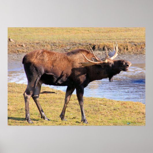 Moose zegt "Cheese" Poster (Voorkant)