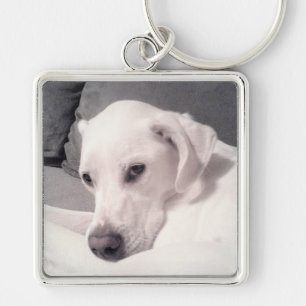 Mooy Regal White Labrador Mix Dog Gray Keycha Sleutelhanger