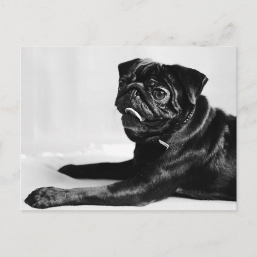 Mops Briefkaart (Voorkant)
