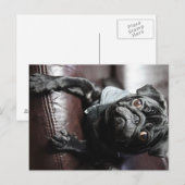 Mops Briefkaart (Voorkant / Achterkant)