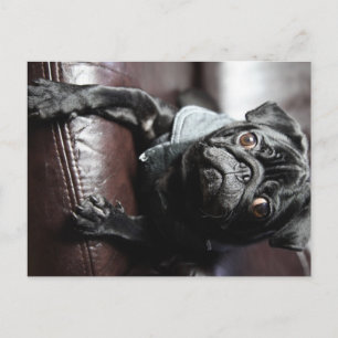 Mops Briefkaart
