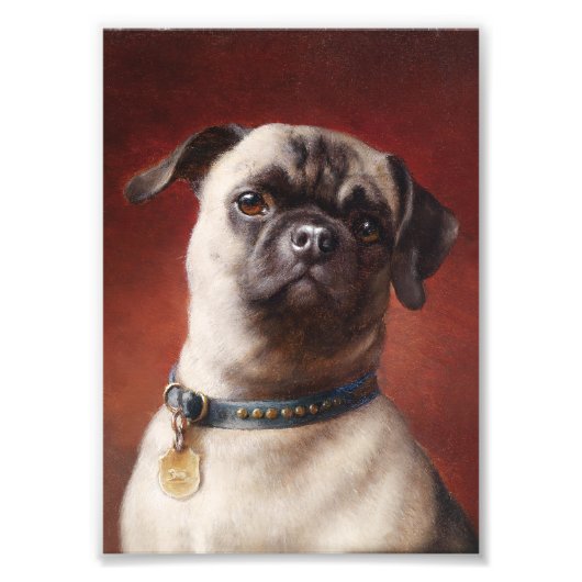 Mops Foto Foto Afdruk (Voorkant)