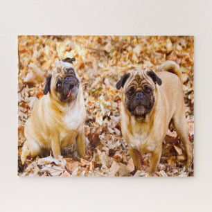Mops-honden. Legpuzzel