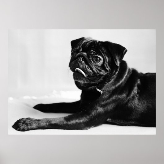 Mops Poster (Voorkant)