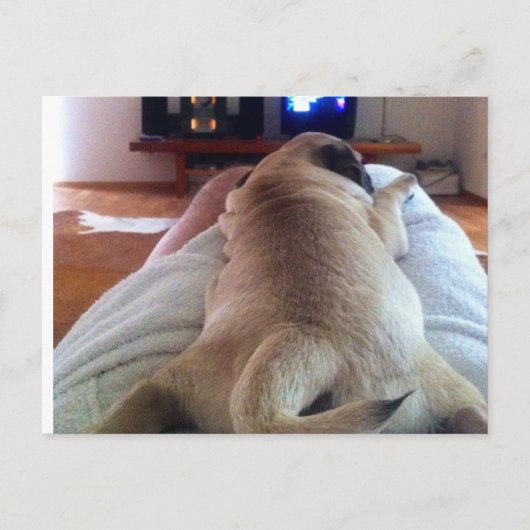Mops relaxen briefkaart (Voorkant)