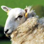 MOQUETTE<br><div class="desc">Un design photographique d'un mouton mignon.</div>