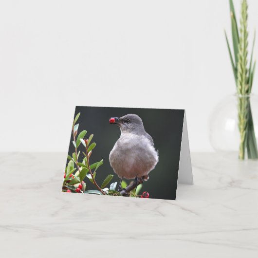 Moqueur du nord - Joe Sweeney - carte (Devant)