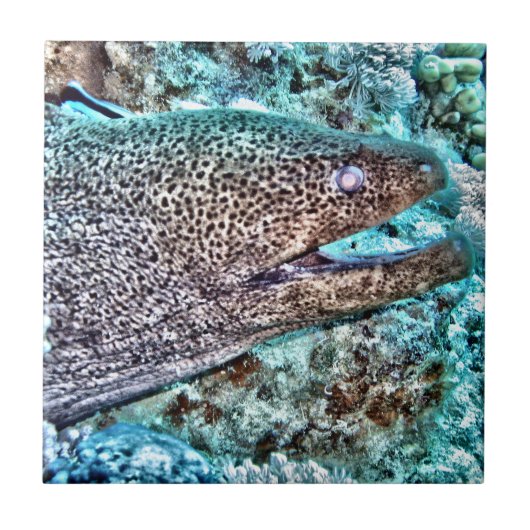 Moray Eel Tegeltje (Voorkant)