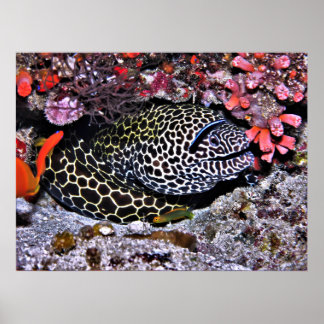 Moray en Friends Poster